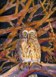 Kruger pearl spotted owl
