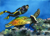 First dive - Fun with the turtles